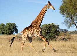 giraffa